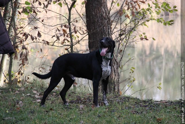 Spike (Deutsch Kurzhaar, Labrador) Deutsch Kurzhaar Labrador 